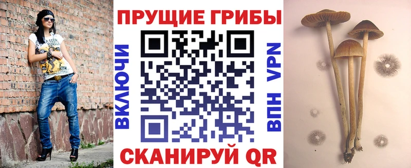 Галлюциногенные грибы прущие грибы  где найти   Звенигово 